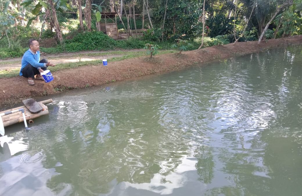Budidaya Ikan Nirwana JAYAMUKTI, Strategi Kampung Mekarjaya Mewujudkan Ketahanan Pangan
