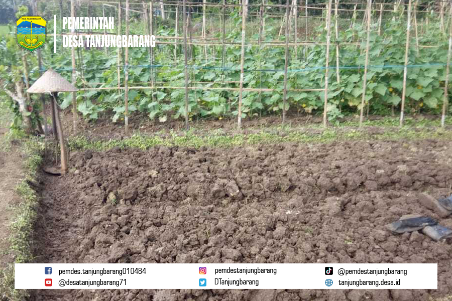 Bersiap untuk Hujan: Inovasi dan Inspirasi bagi Petani Tanjungbarang