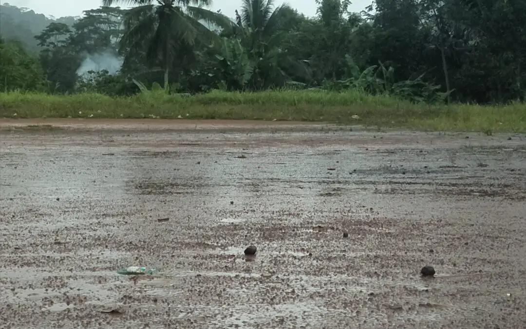Strategi Penting Bagi Petani Padi Sawah Dalam Menghadapi Datangnya Musim Hujan
