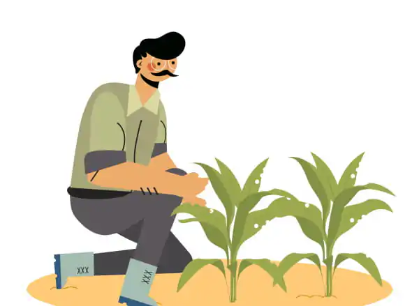 Manfaatkan Kesuburan Musim Hujan: Strategi Petani Mewujudkan Panen Maksimal
