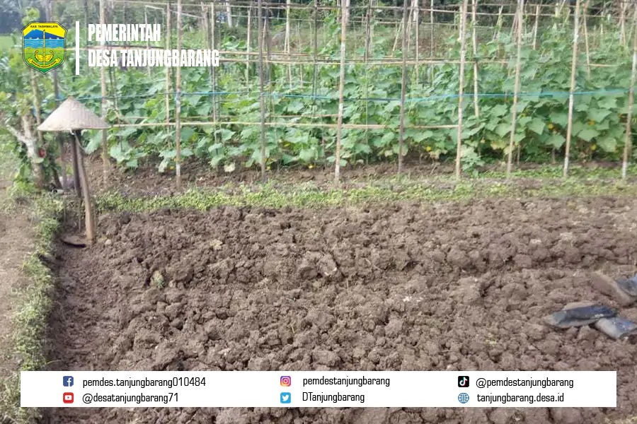 Bersiap untuk Hujan: Inovasi dan Inspirasi bagi Petani Tanjungbarang