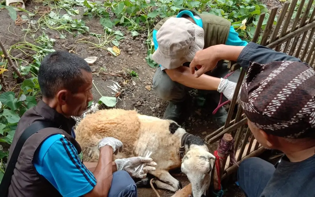 Teror Anjing Ganas di Desa Tanjungbarang