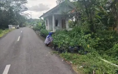 Panen Gizi di Pekarangan Posyandu: Saat Kader Kampung KB Menyulap Lahan Jadi Dapur Hidup